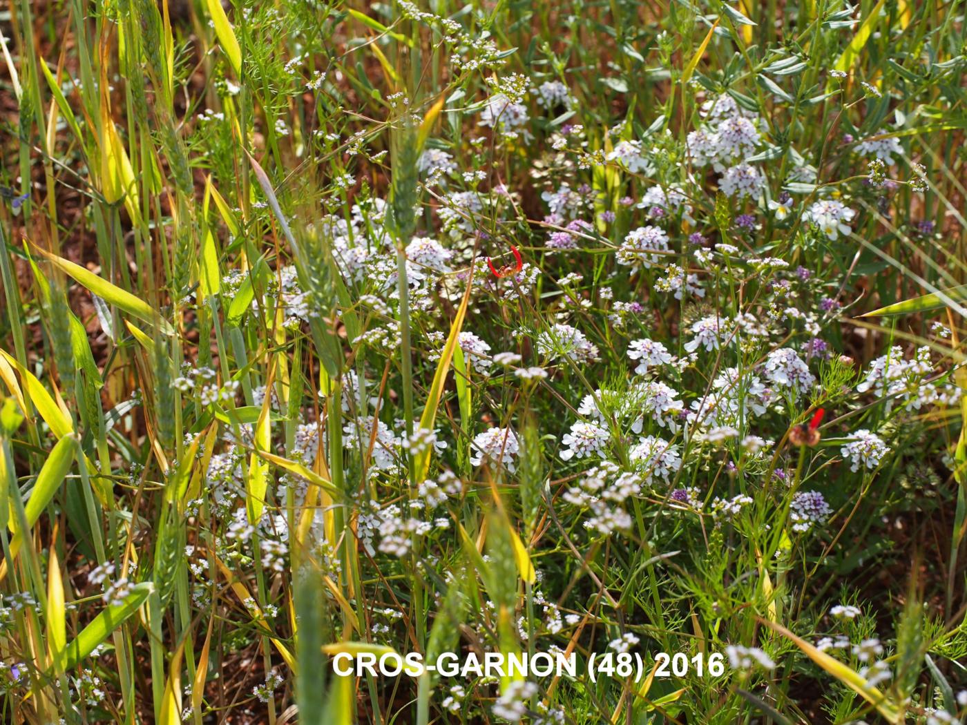 Candytuft, (Cut-leaved) plant